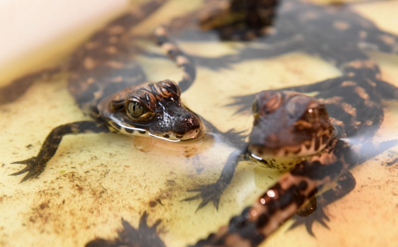 Krokodýli čelnatí se v olomoucké zoo narodili po devíti letech.