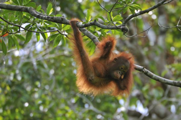 Tříletý orangutan Otan se učí, jak se o sebe postarat.