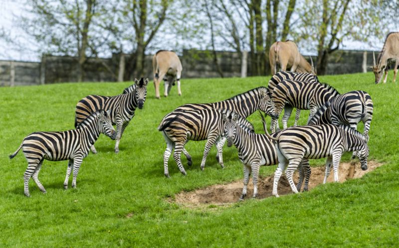 Africké safari Josefa Vágnera začalo vznikat v roce 1979, dokončeno bylo až o deset let později. Africké safari Josefa Vágnera začalo vznikat v roce 1979, dokončeno bylo až o deset let později.