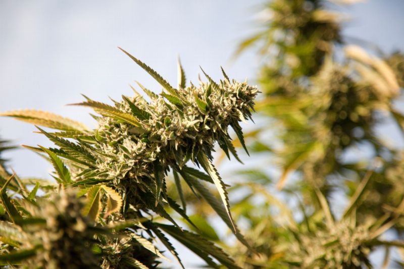 Španělská policie našla plantáž konopí u města Lorca. Španělská policie našla plantáž konopí u města Lorca.