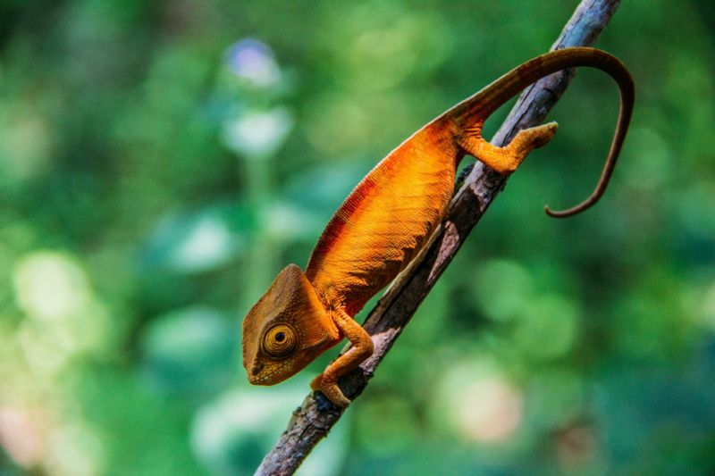 Na výstavě nechybí ani živý chameleon (ilustrační foto).