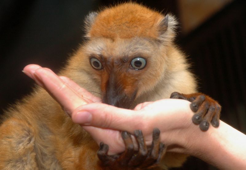 Ve volné přírodě je lemur Sclaterův velmi málo prozkoumaným druhem. Ve volné přírodě je lemur Sclaterův velmi málo prozkoumaným druhem.