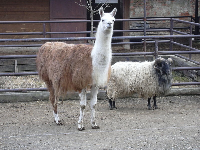 Zoopark ve Vyškově. Zoopark ve Vyškově.
