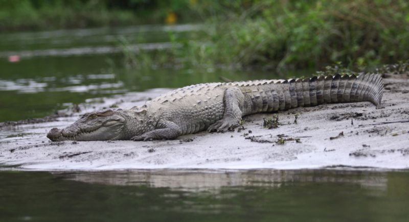 Krokodýl napadl chovatele (ilustrační foto). Krokodýl napadl chovatele (ilustrační foto).