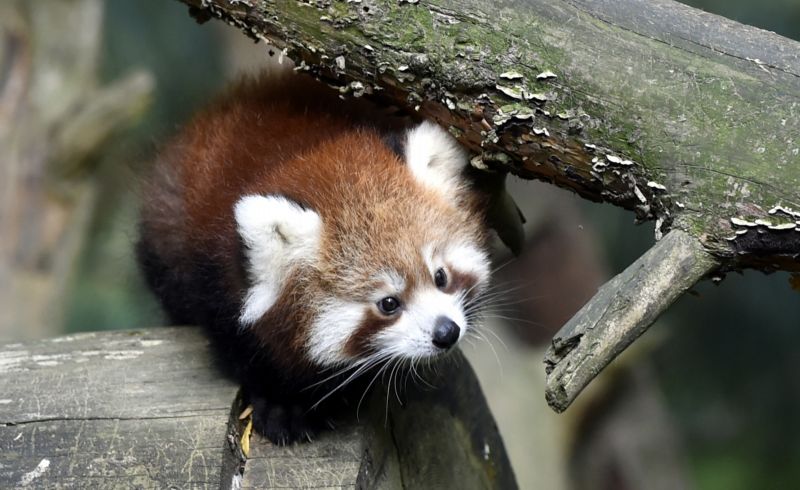 Mláďatům pandy červené ve zlínské zoo jsou tři měsíce.