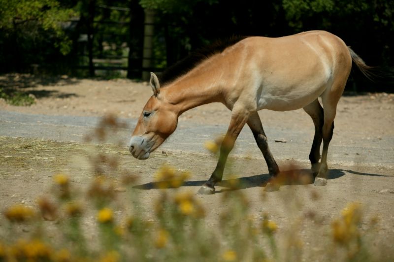 Každý rok pražská zoo odváží do jihozápadního Mongolska tři nebo čtyři koně.