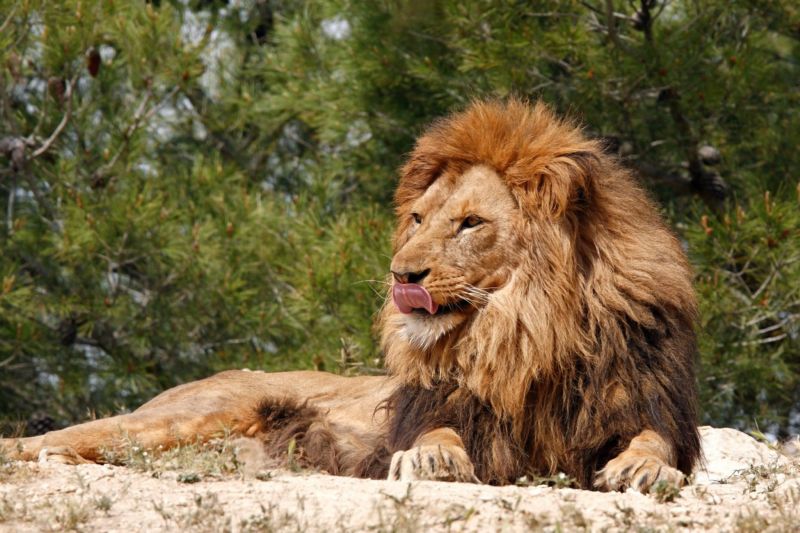 Lvi se volně pohybovali v areálu lipské zoo (ilustrační foto).