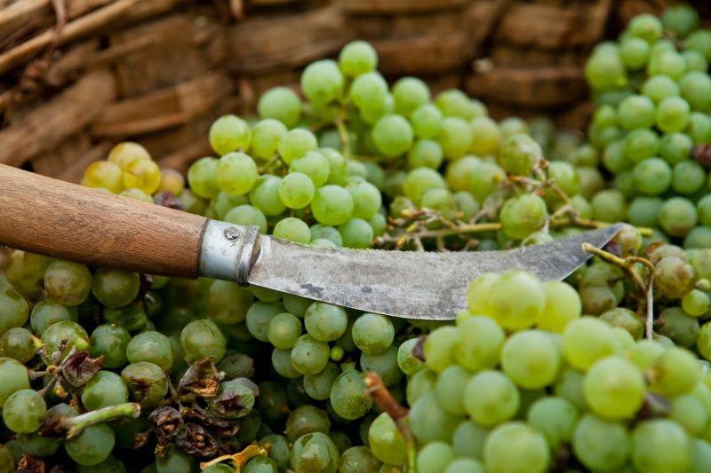 Ve Francii vrcholí vinařská sklizeň. Ve Francii vrcholí vinařská sklizeň.