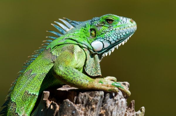 Exotického ještěra našli houbaři v Brdech (ilustrační foto).