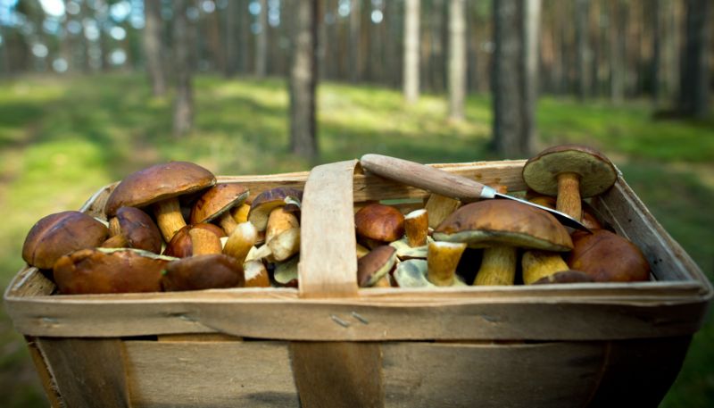 Houbaři by si o tomto víkendu neměli nechat ujít houbový festival v Řevnicích.