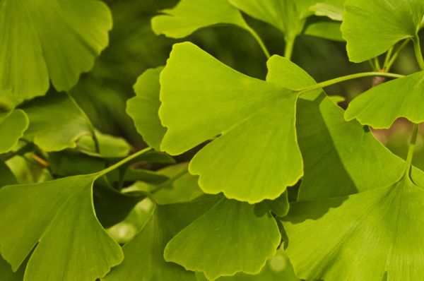 Jinan dvoulaločný, latinsky Ginkgo biloba.