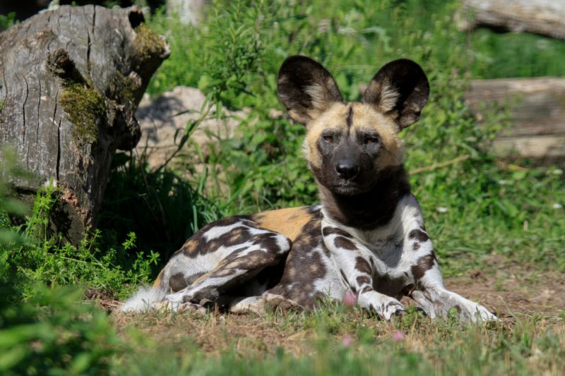 Zoo Dvůr Králové chce obnovit chov kriticky ohrožených psů hyenových.