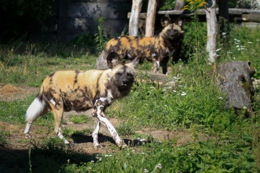Psi hyenoví patří mezi nejlepší lovce na světě, ve smečce si troufnou i na zebru či pakoně.