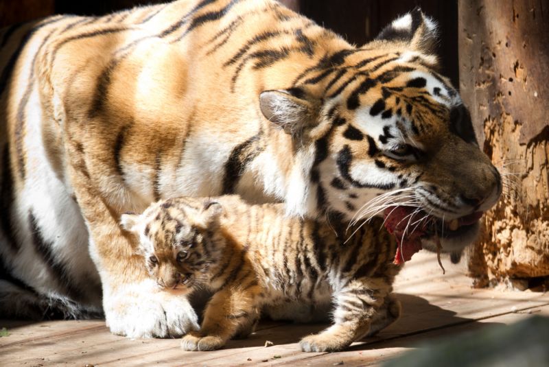 Samice tygra ussurijského Maja s jedním ze svých potomků. Samice tygra ussurijského Maja s jedním ze svých potomků.