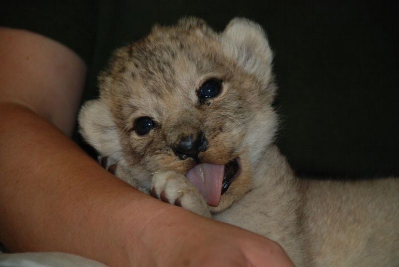 V plzeňské zoo se před měsícem narodila mládě lva berberského.