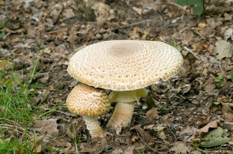 V lesích lze najít bedly, klouzky, kozáky či křemenáče. V lesích lze najít bedly, klouzky, kozáky či křemenáče.