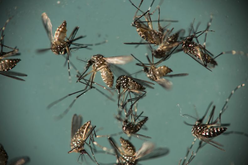 Komáři přenášející vir zika.