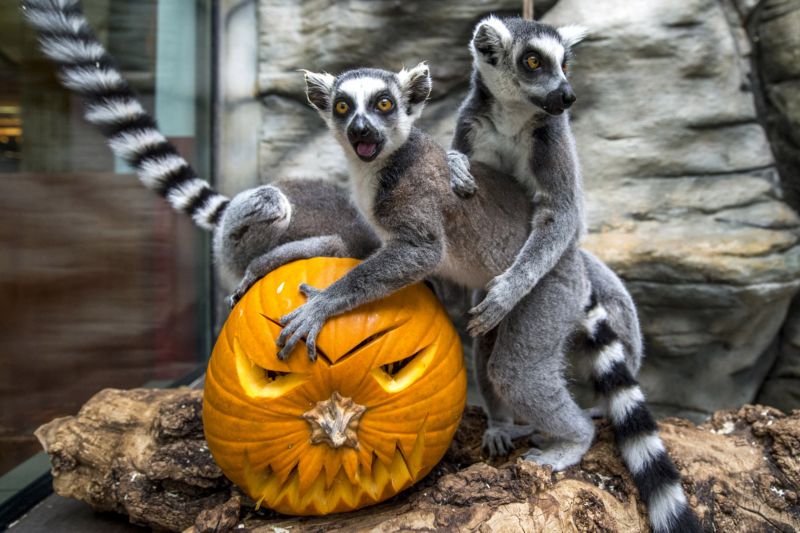 Lemuři ve dvorské zoo si v rámci Týdne duchů pochutnávali na dýních s rozinkami. Lemuři ve dvorské zoo si v rámci Týdne duchů pochutnávali na dýních s rozinkami.
