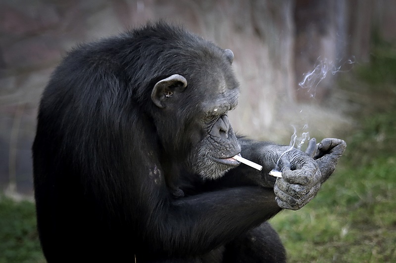 Šimpanz podle pracovníků zoo vykouří asi krabičku cigaret za den.