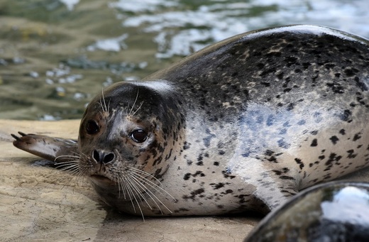 Casper přicestoval do ústecké zoo z Nizozemska.