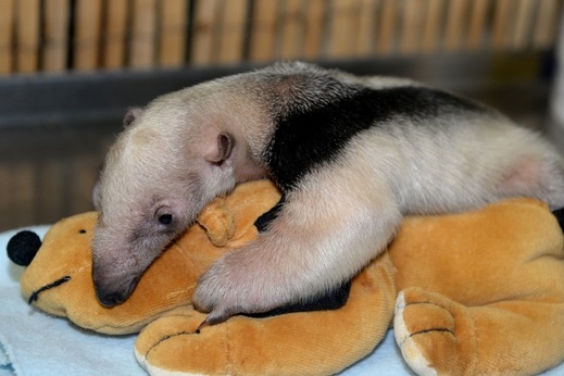 Od roku 2003 se olomoucké zoo podařilo odchovat osm mláďat mravenečníka čtyřprstého.