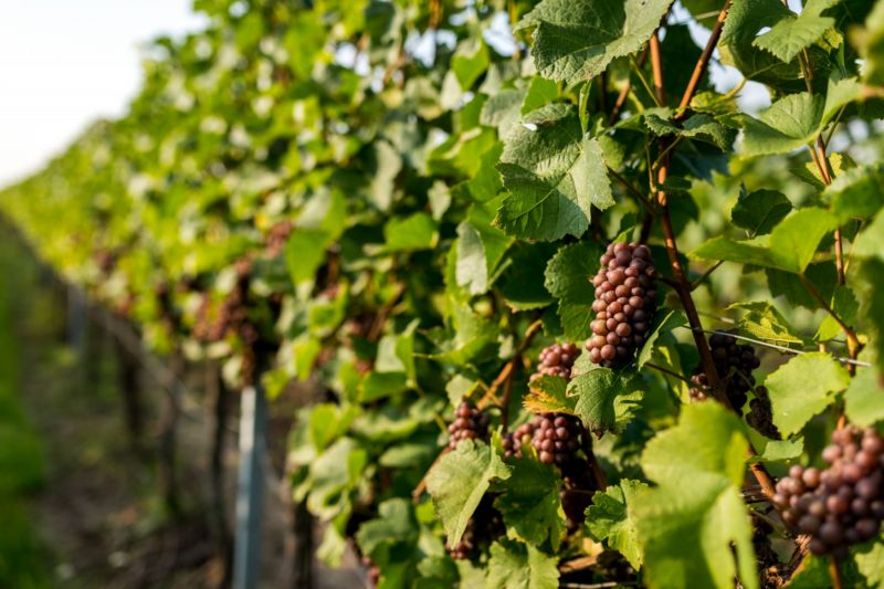 Více než polovina vinic v Jihomoravském kraji je stará zhruba 10 až 29 let. Více než polovina vinic v Jihomoravském kraji je stará zhruba 10 až 29 let.