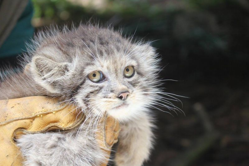Odchov divoké kočky manul je velmi vzácný. Odchov divoké kočky manul je velmi vzácný.