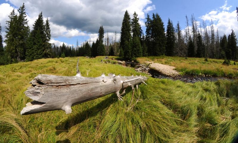 Národní park Šumava. 