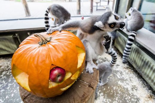 Areál zoologické zahrady ve Dvoře Králové na několik dnů ozvláštní strašidelná výzdoba z vydlabaných dýní, z nichž část dostávají zvířata na hraní či jako krmení.