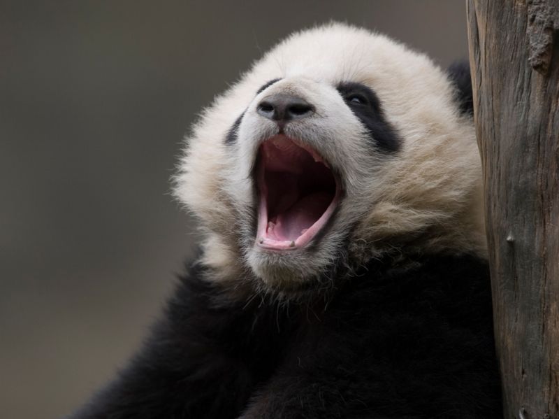 Panda.