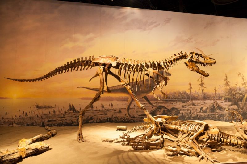 Vědci poprvé identifikovali mozek dinosaura (ilustrační foto).