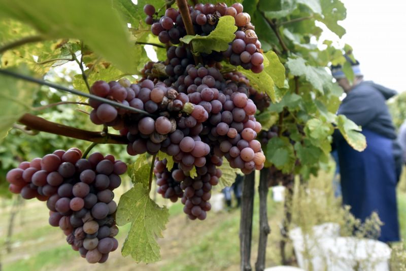 Jarní mrazíky zničily zhruba 30 procent letošní úrody. Jarní mrazíky zničily zhruba 30 procent letošní úrody.