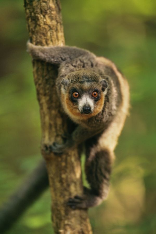 Vzácný lemur mongoz.