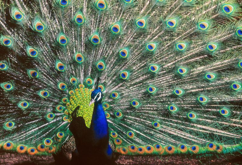 Toulavý páv pravidelně utíká z bohumínského Mauglího ranče (ilustrační foto). Toulavý páv pravidelně utíká z bohumínského Mauglího ranče (ilustrační foto).