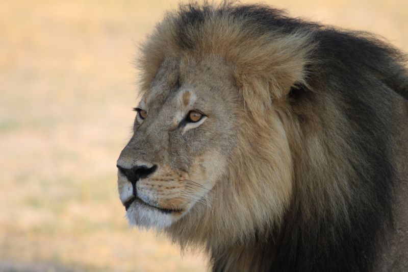 Oblíbeného lva Cecila zastřelil americký turista Walter Palmer loni v červenci. Oblíbeného lva Cecila zastřelil americký turista Walter Palmer loni v červenci.