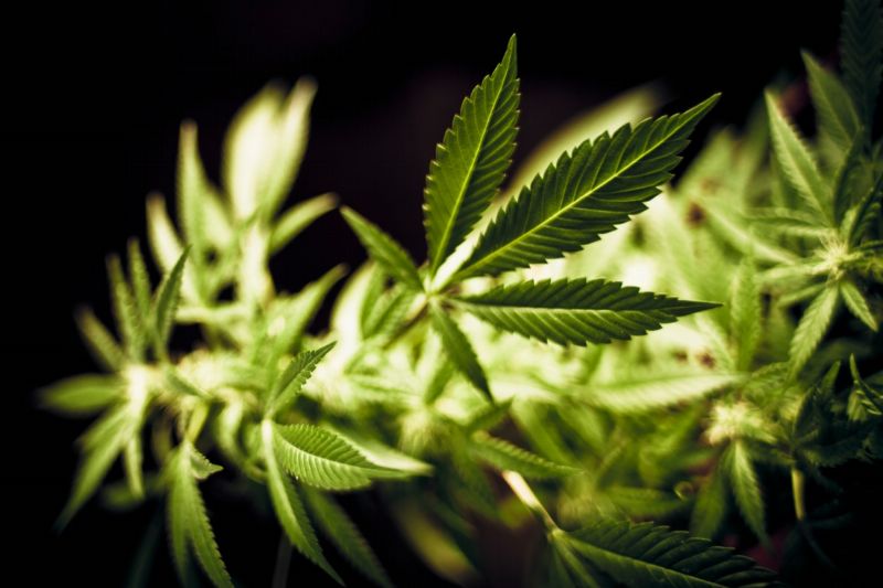 Němečtí Zelení chtějí zdanit bohaté a legalizovat marihuanu. Němečtí Zelení chtějí zdanit bohaté a legalizovat marihuanu.