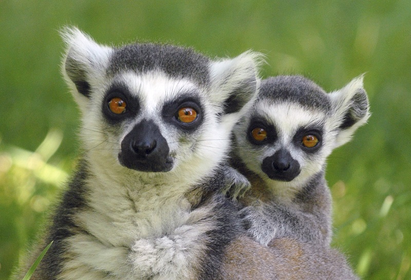 Lemur kata.