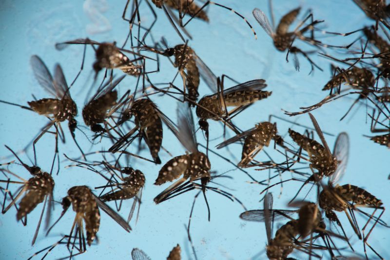 Virus Zika. (Ilustrační foto). 
