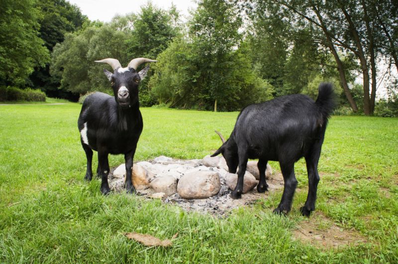 Karvinský park získal kozy kamerunské z ostravské zoo (ilustrační foto). Karvinský park získal kozy kamerunské z ostravské zoo (ilustrační foto).