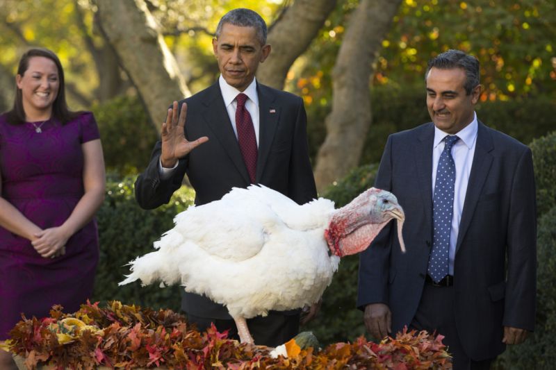 Barack Obama v předvečer Dne díkuvzdání opět omilostnil dvojici krocanů.