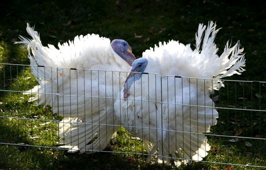 Letos byli omilostněni krocani jménem Tot a Tater.