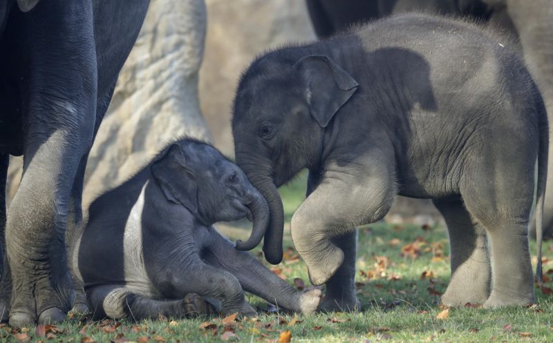 Letošní sloní mláďata z pražské zoo. Letošní sloní mláďata z pražské zoo.