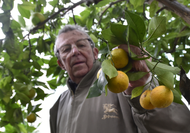 Pěstitel každoročně sklidí 200 kilogramů různých druhů citrusů.