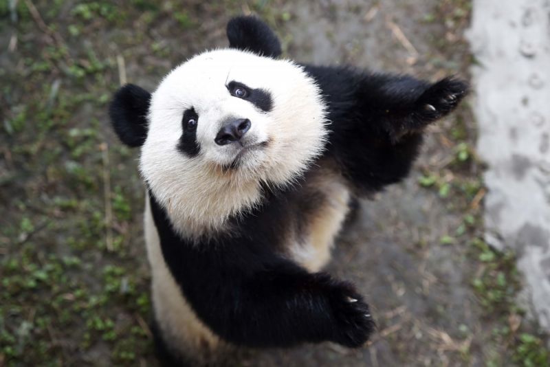 Americkým pandám se v Číně moc nelíbí.