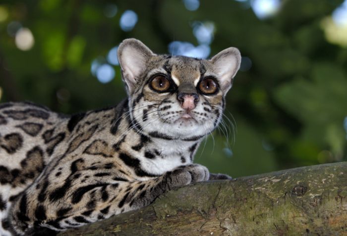 Kočkovitá šelma margay neboli ocelot dlouhoocasý.