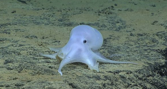 Chobotnice přezdívaná "duch" objevená roku 2015 v Tichém oceánu.
