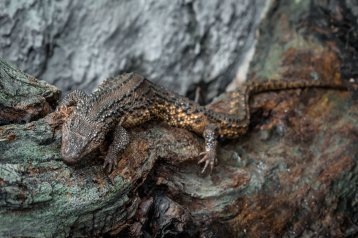 Varanovec bornejský bývá označován za svatý grál herpetologů.