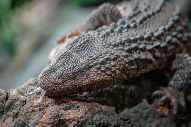 Do pražské zoo dorazila z Japonska samice a šest mláďat.