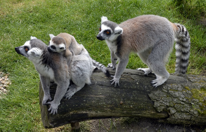 Zoo koutek (ilustrační foto).