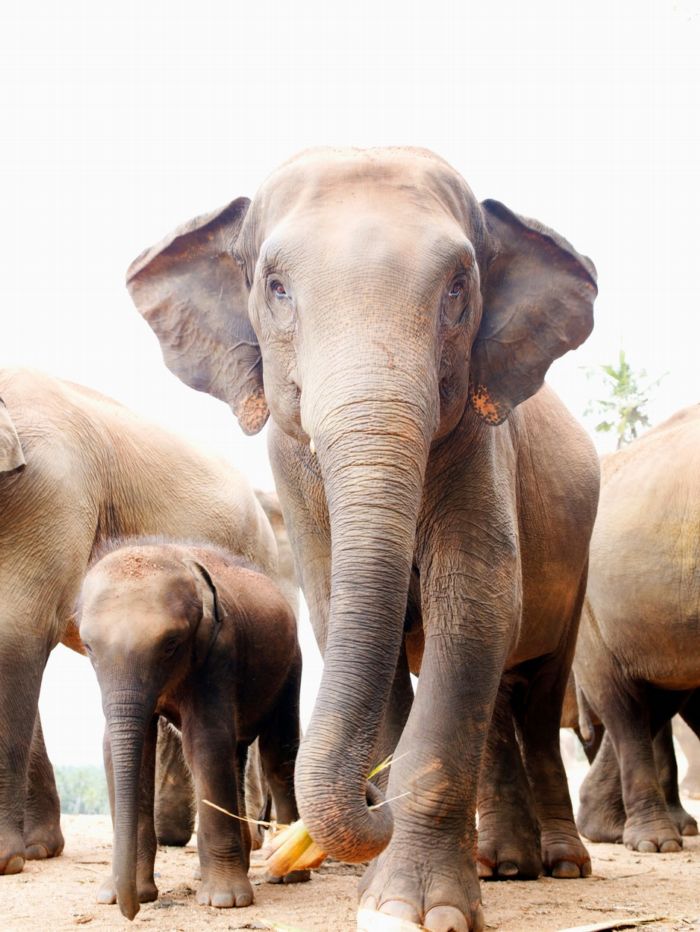 Plzeňská zoo začne s projektem pavilonu pro slony indické.